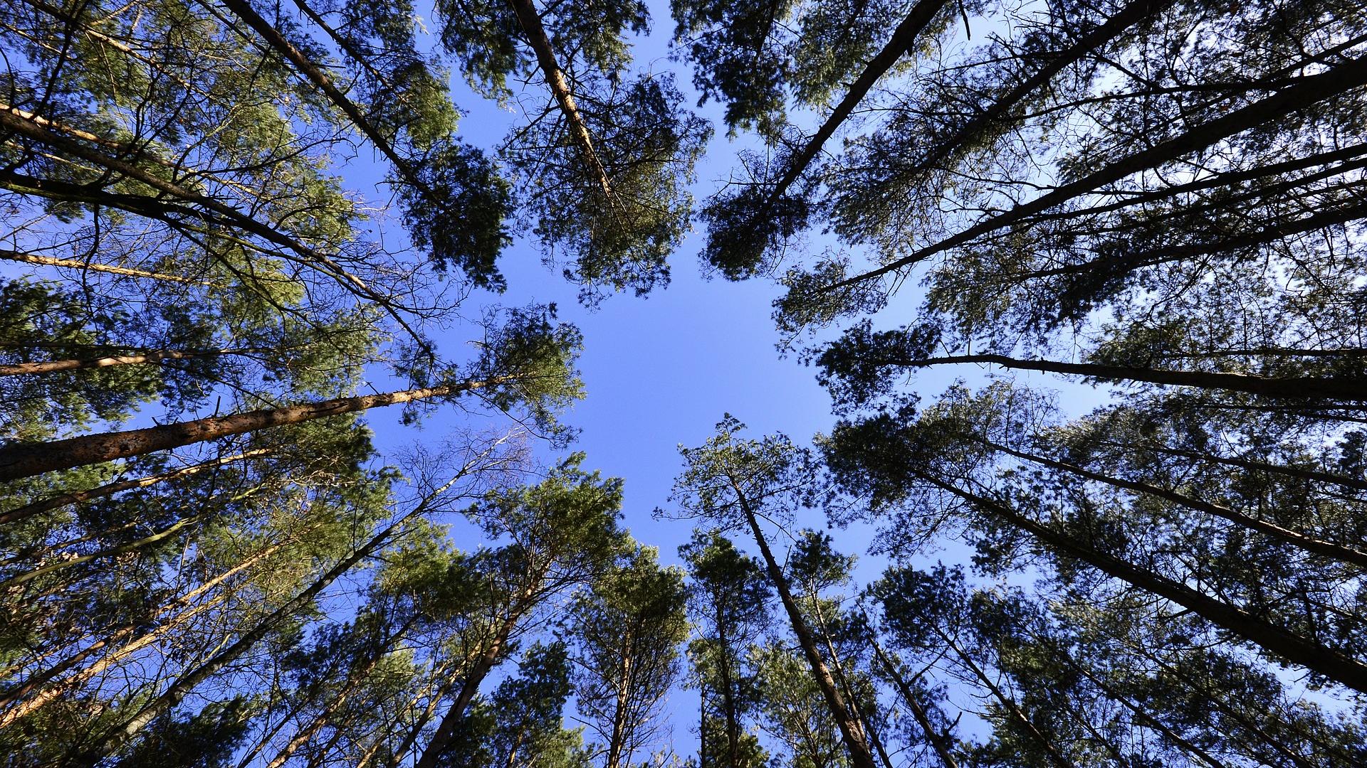 Trees and sky seen from below
