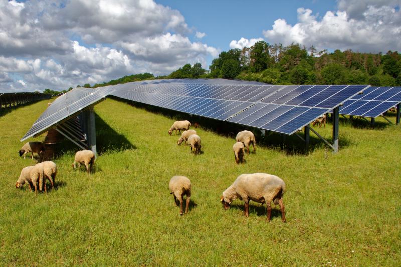 A few sheep graze on grass round rows of solar panels