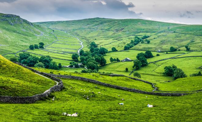 Trees and dry stone walls in Malham, Yorkshire Dales National Park