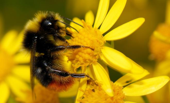 Close up of bee collecting pollen on yellow wildflower