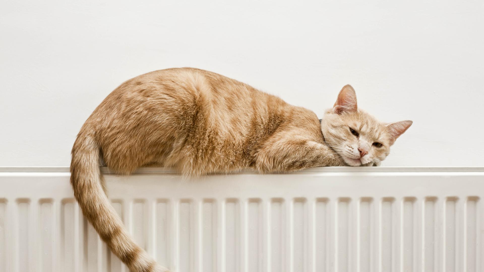 Cat warming itself on radiator