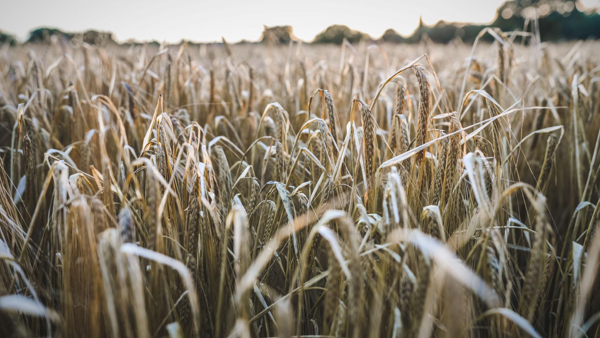 colony survival wheat farm