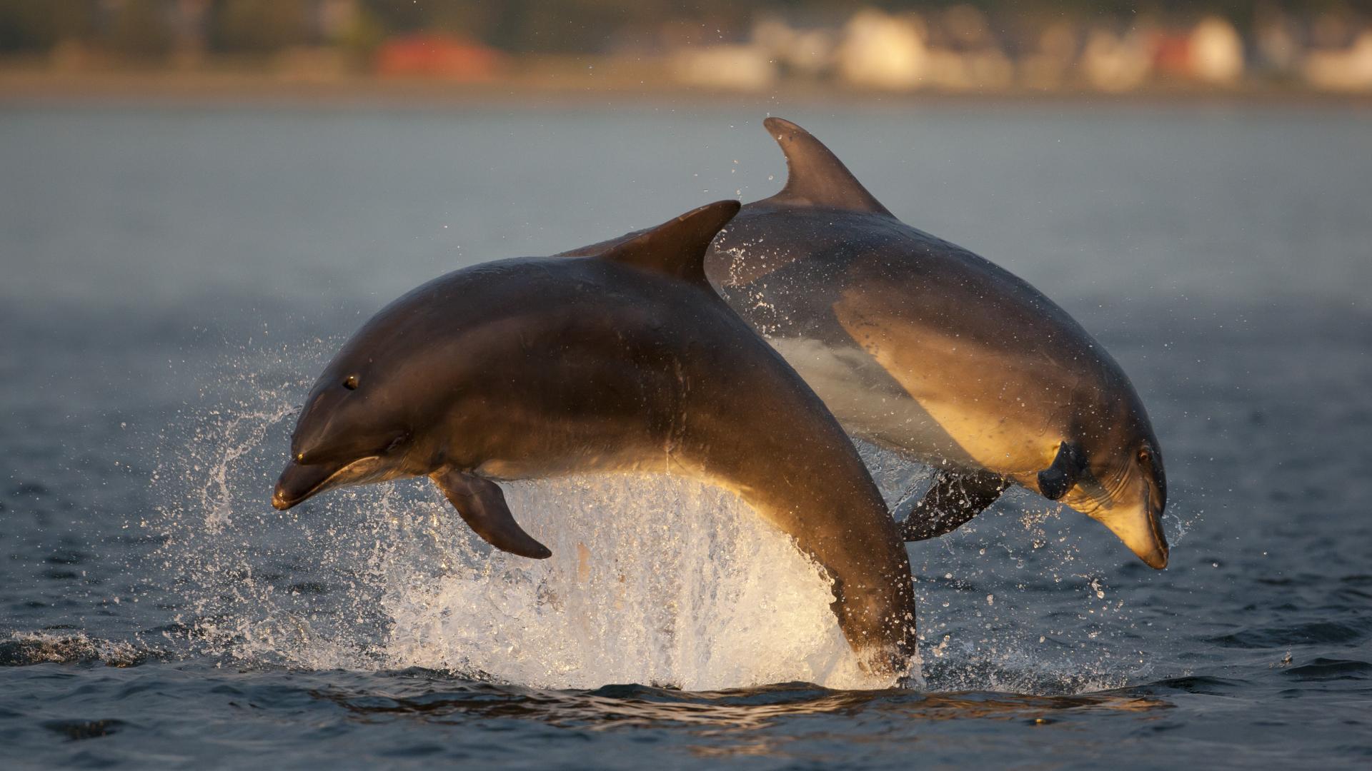 Two bottlenose dolphins diving with arched backs in opposite directions in the Moray Firth, Scotland