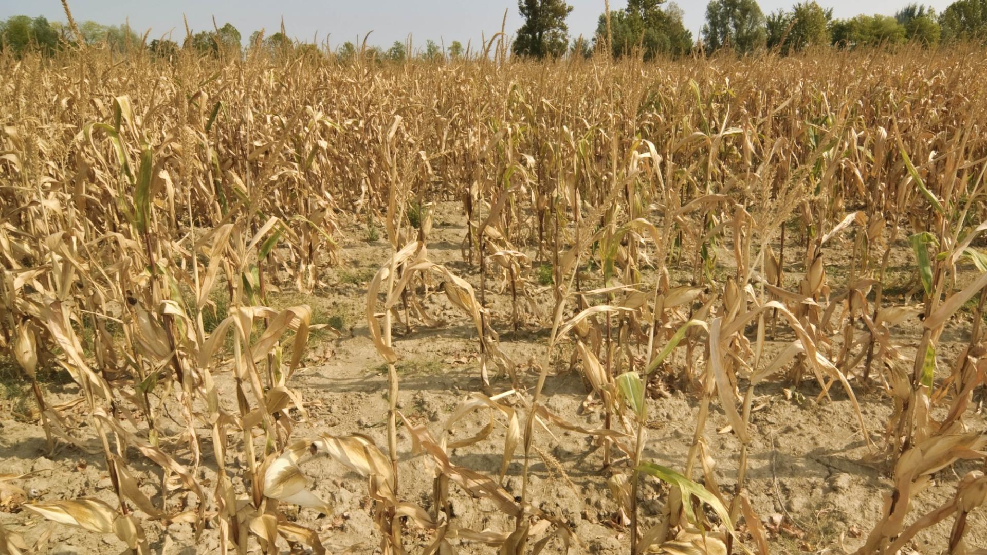 A field of drought-destroyed crops