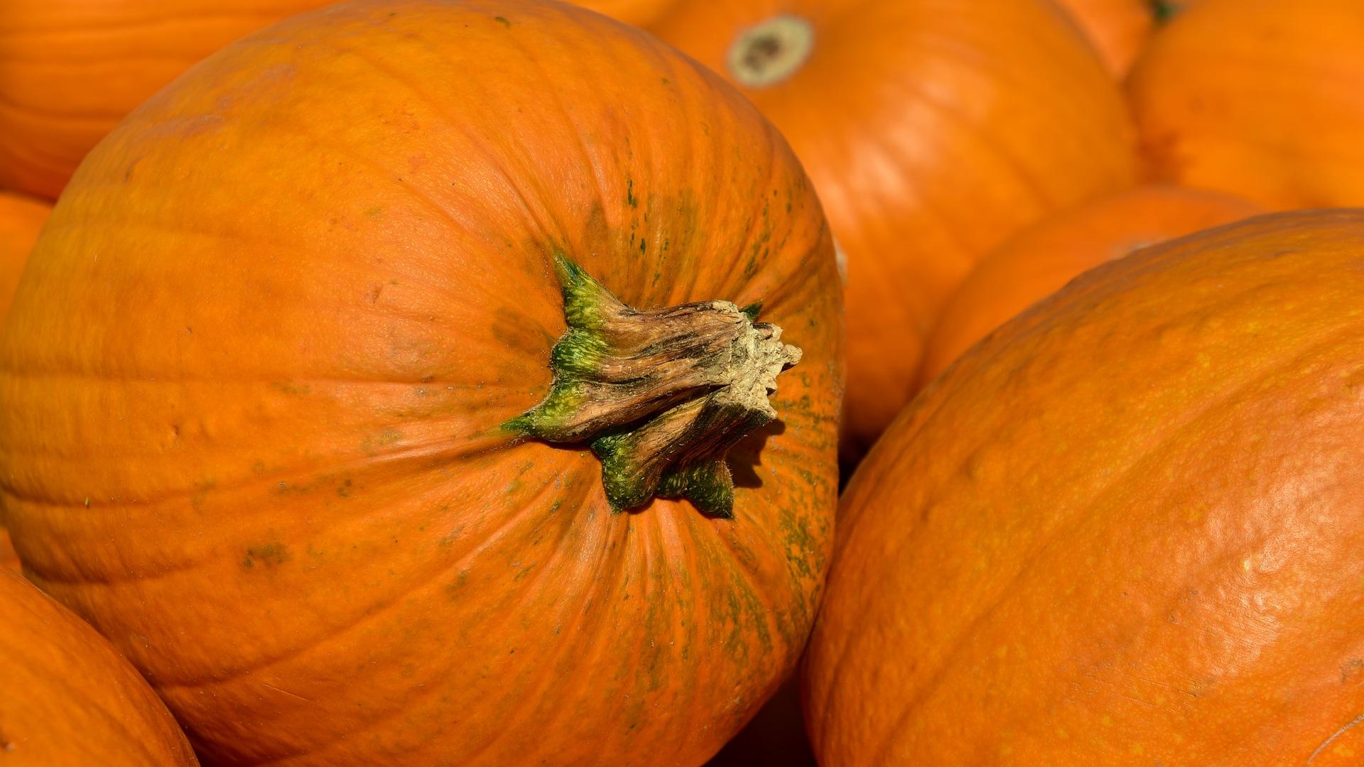 Close up of pumpkins