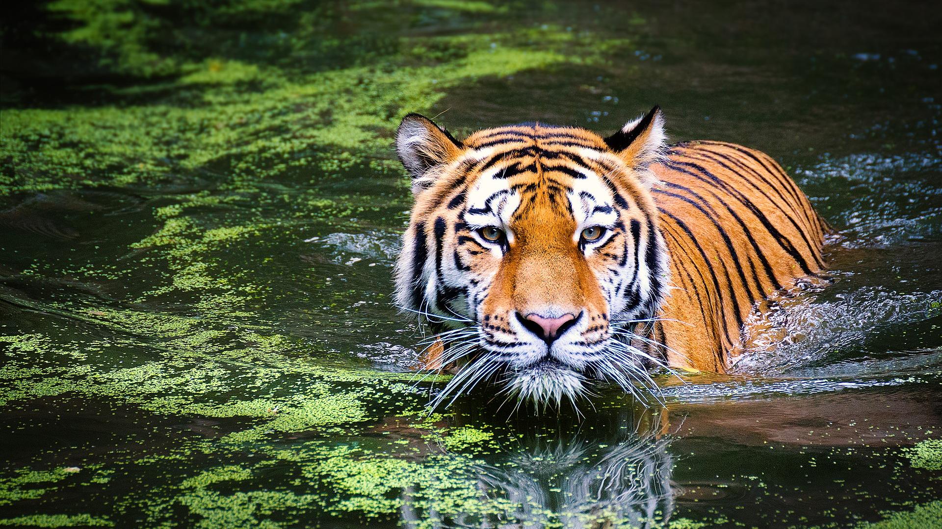 Tiger wading in weed covered lake
