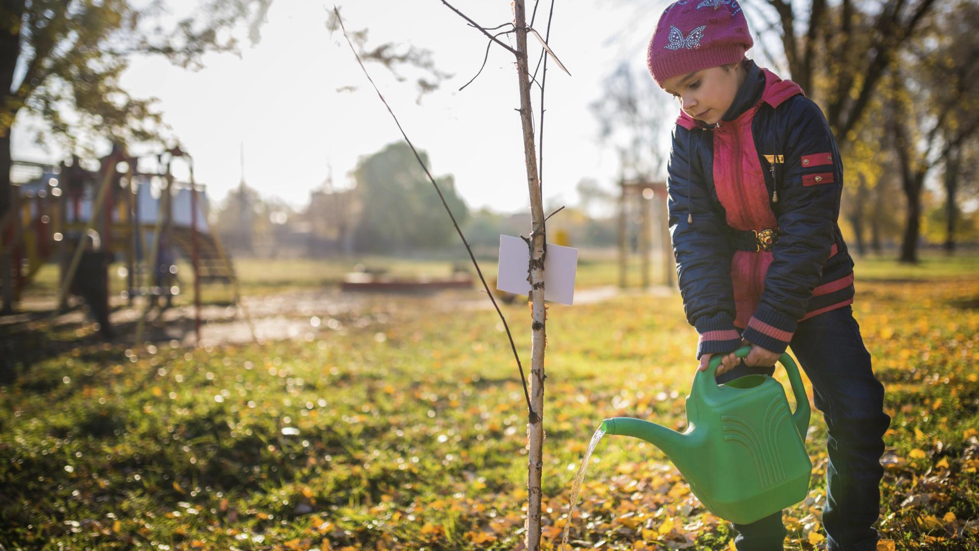 A newly planted tree is watered by a child