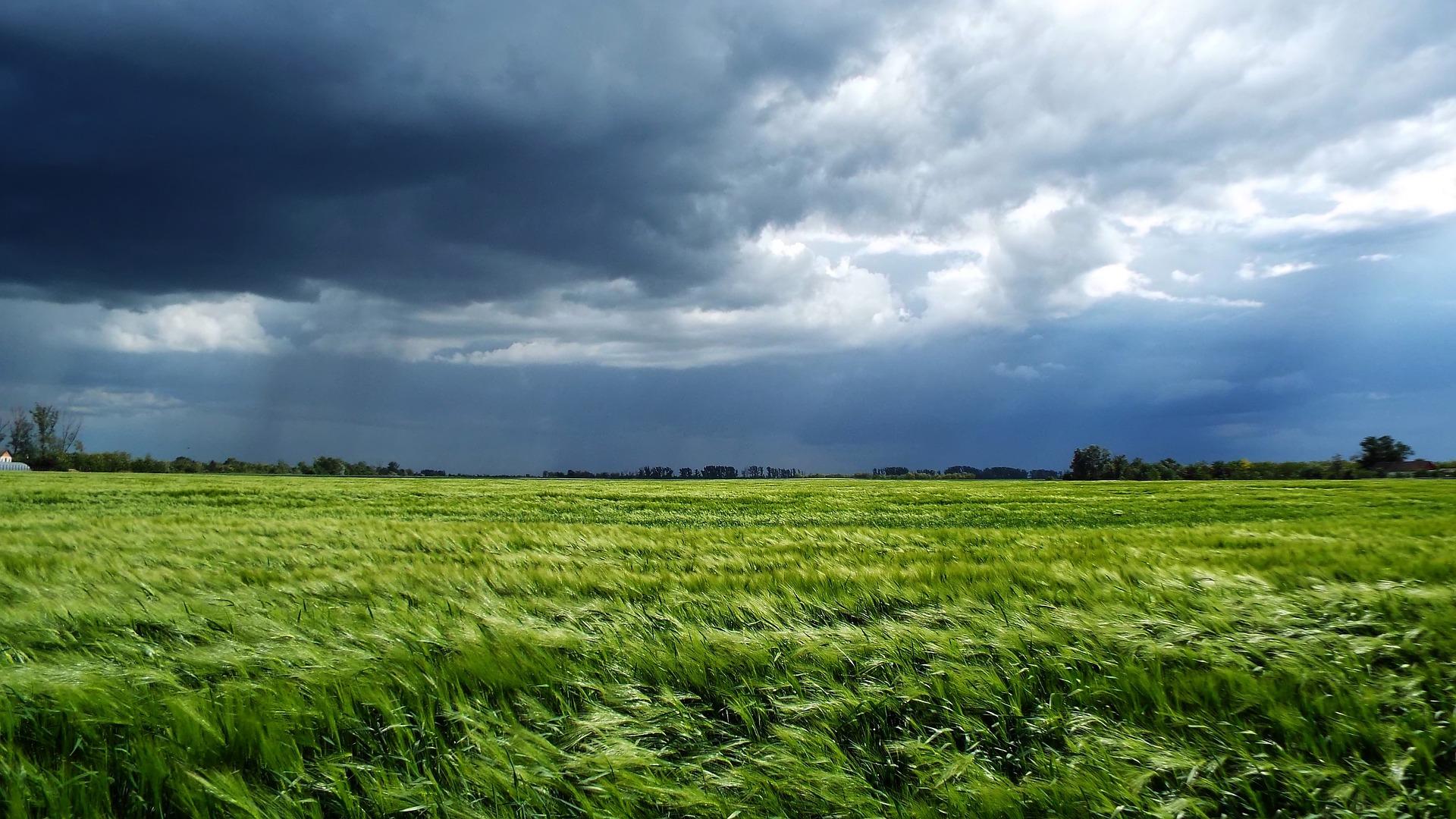 Storm clouds over wheat fields