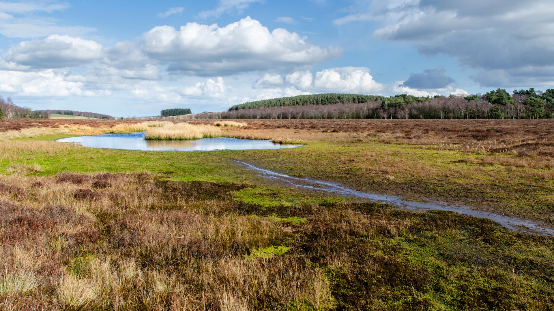 View of rare crescent pool on peat bog, Northumberland, stream in foreground