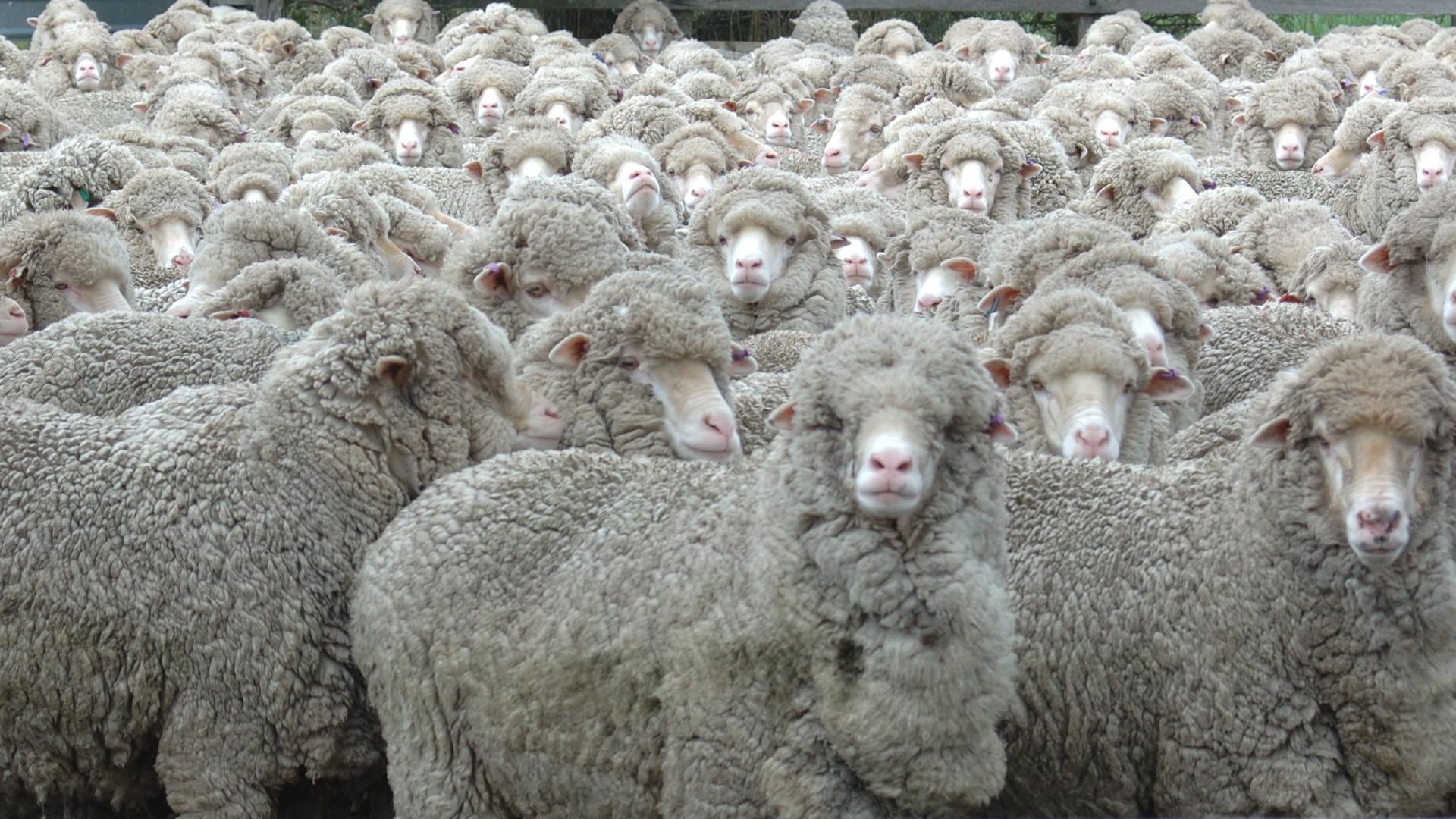 Closeup of flock of Australian sheep
