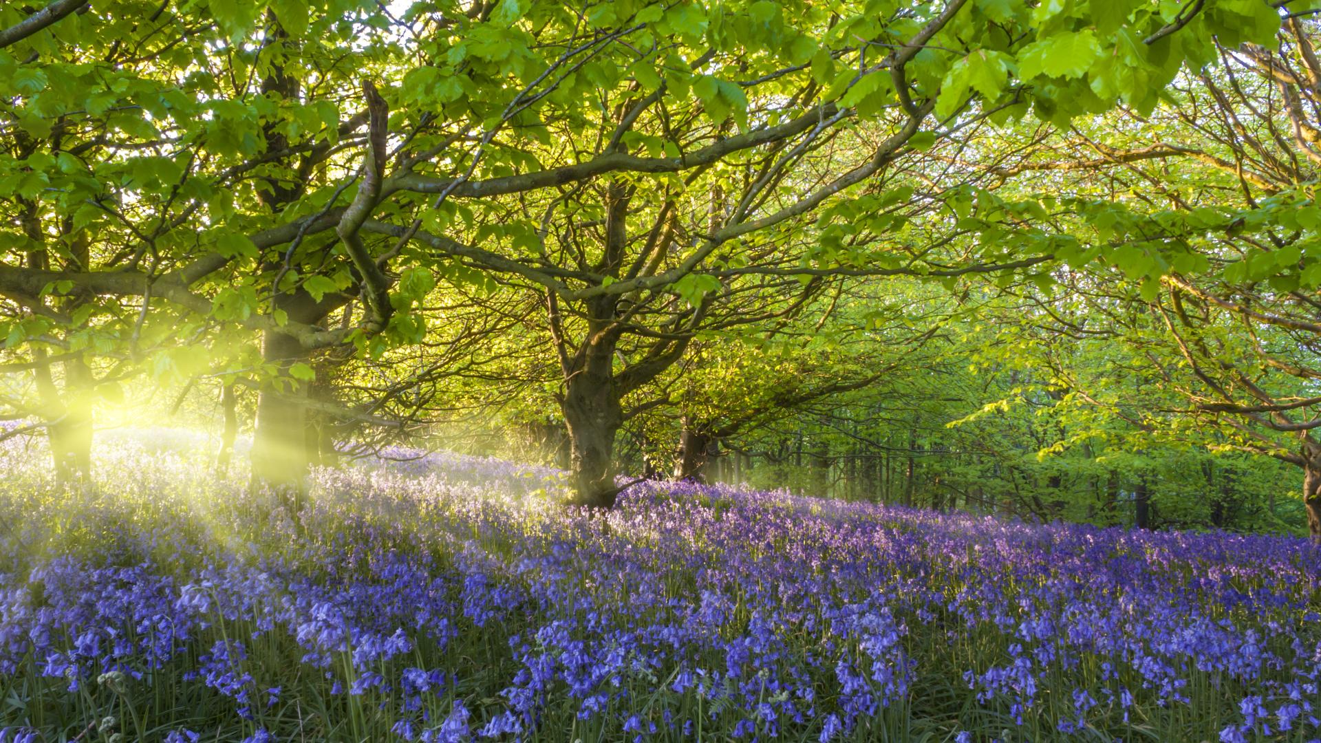 Sun shining through trees, a carpet of bluebells in foreground