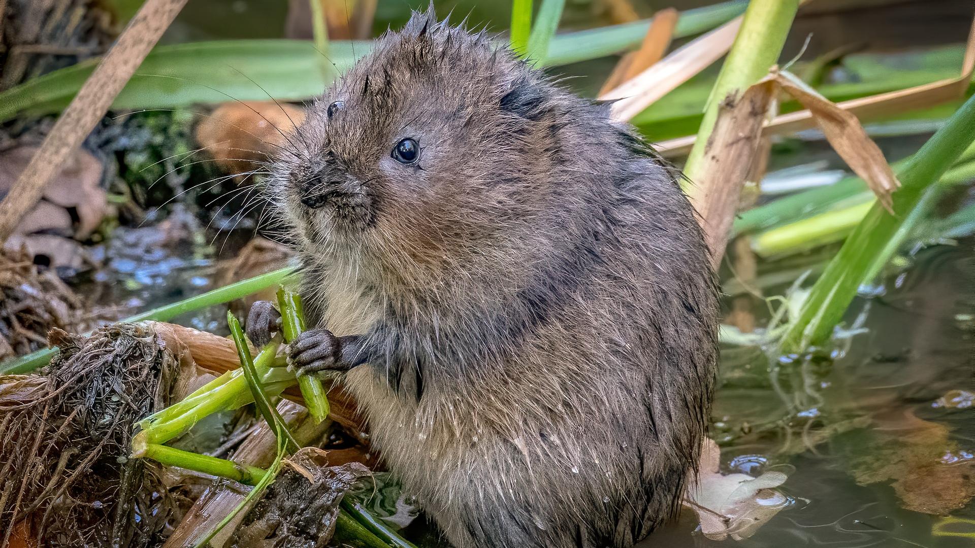 Close-up of water vole crouching in reeds