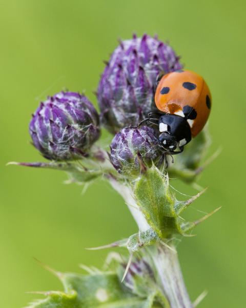 ladybird on purple thistle