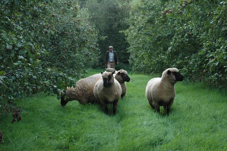 Agroforestry farming system with sheep