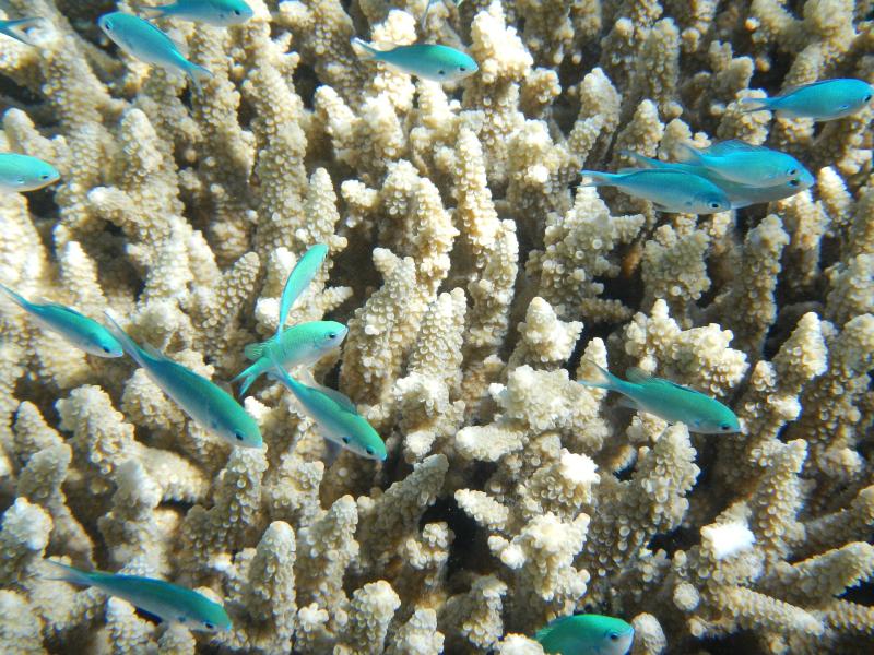 close up of coral in the Great Barrier reef