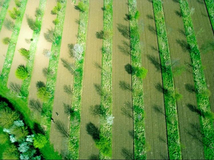 agroforestry aerial shot