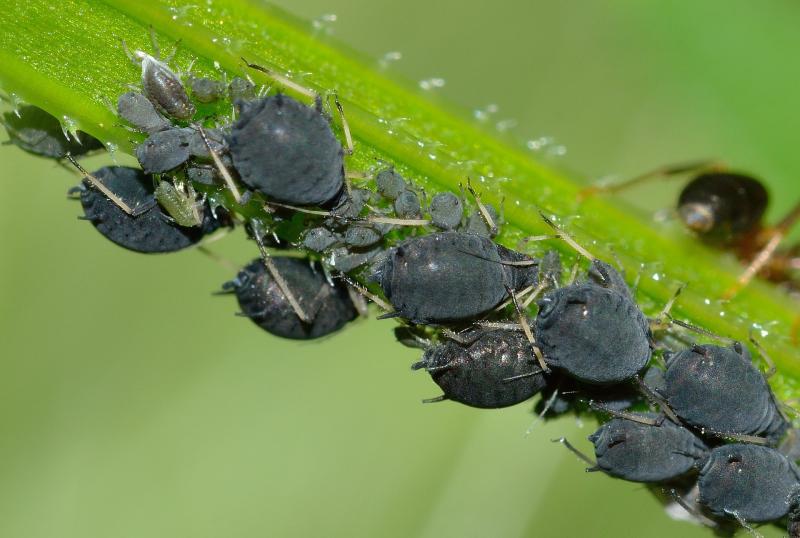 Close up of aphids on stem