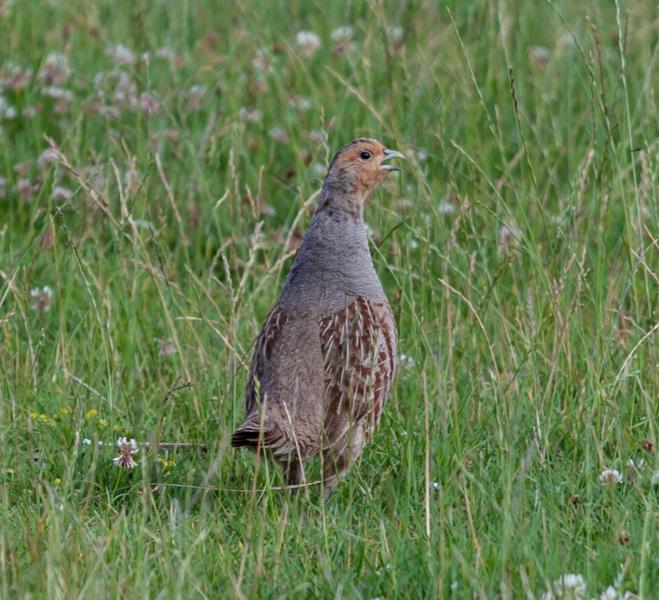 Gray partridge in field
