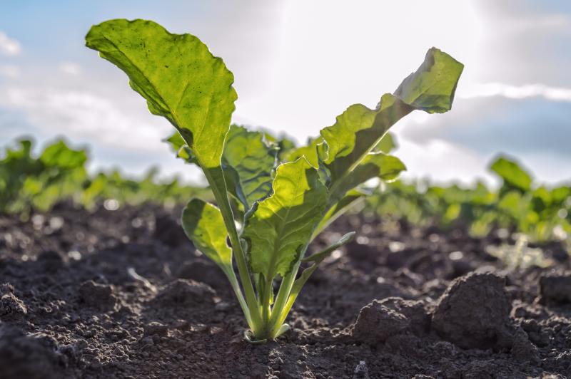 Close up of young sugar beet plant in field