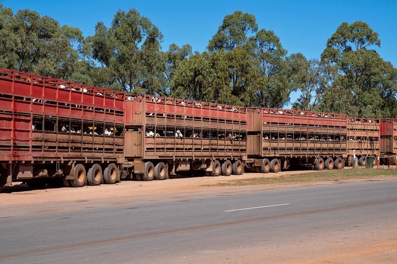 An Australian road train showing 4 interlinked trucks carting cattle across country for slaughter