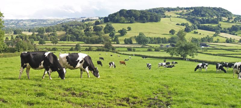 Cows grazing in open field wooded hills in background