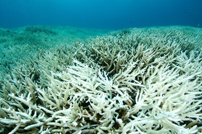 Underwater shot of bleached coral reef