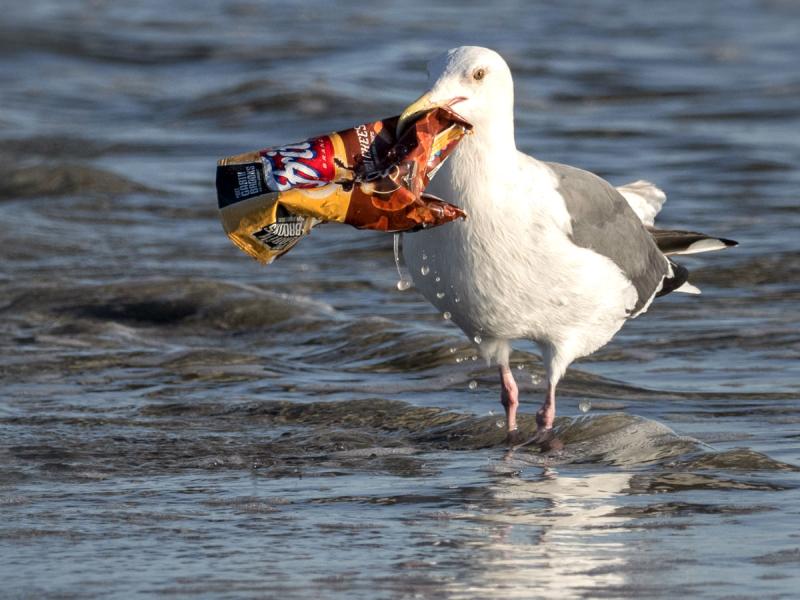 Wading seagull with plastic crisp packet in beak