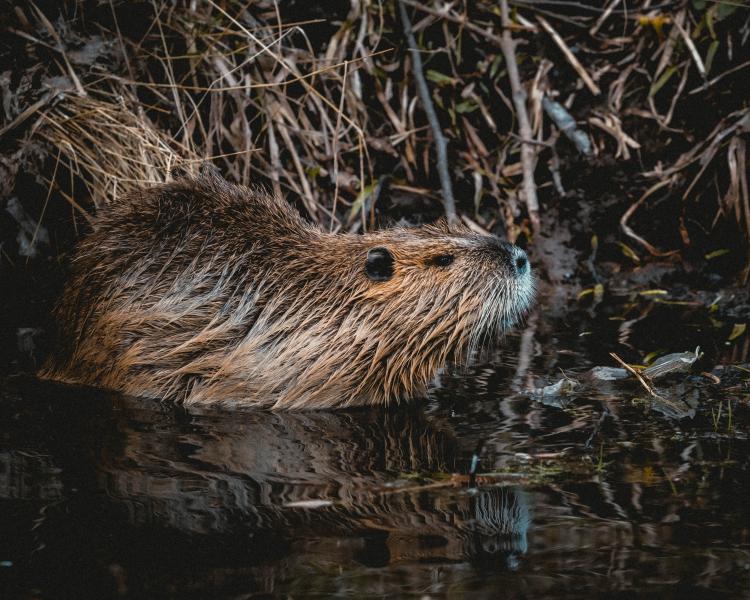 Beaver swimming away from river bank