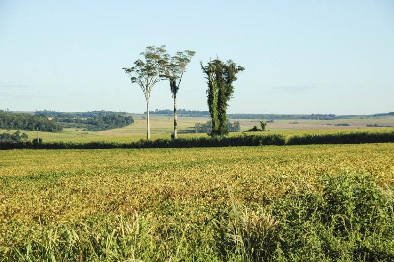 Fields of soy with the remnants of the Atlantic Forest, Alto Parana, Paraguay    