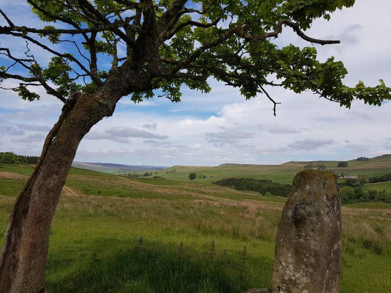 Windswept tree and standing stone, rolling fells in background near East Woodburn, Northumberland