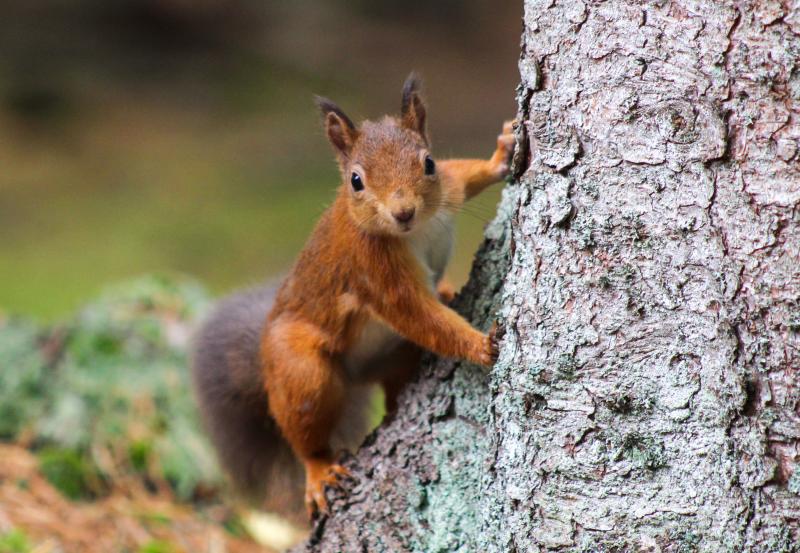 Close up of red squirrel leaning against tree trunk 