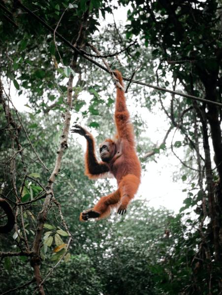 Orangutan swinging through jungle  in Sarawak, Malaysia