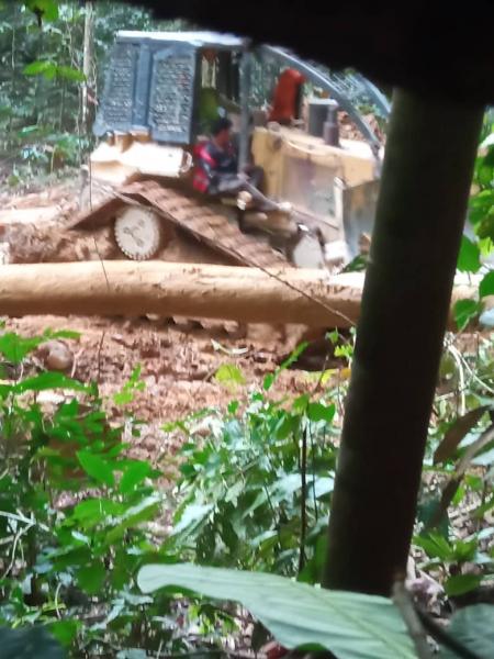 Trunk of undersized timer in centre of photo with logger and heavy equipment in the background