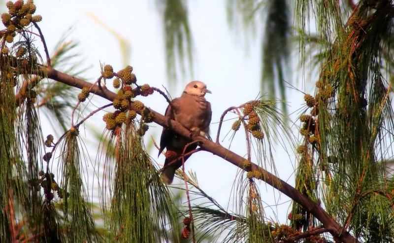 Turtle dove sitting onbranch of a pine tree