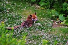 Urban fox amongst weeds
