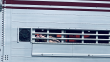 Two pigs' snouts can be seen through the bars of a slaughter truck.