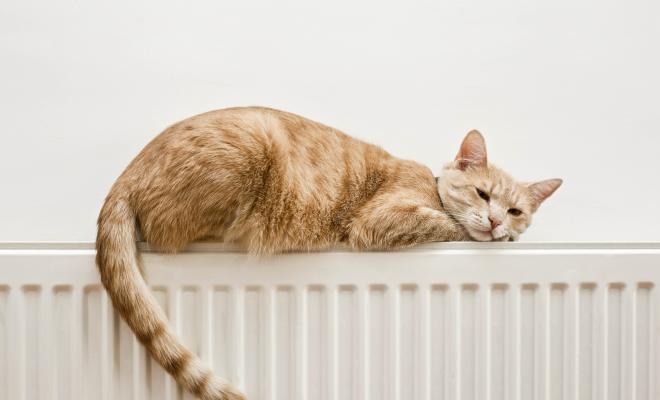 A cat warming itself on a radiator