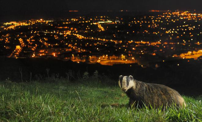 European Badger (Meles meles) North Downs above Folkestone, Kent, UK. Camera trap photo. 