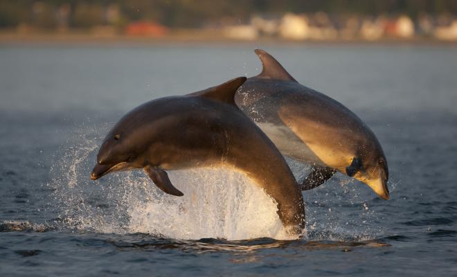 Two bottlenose dolphins diving with arched backs in opposite directions in the Moray Firth, Scotland