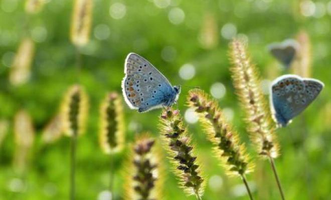common blue butterflies