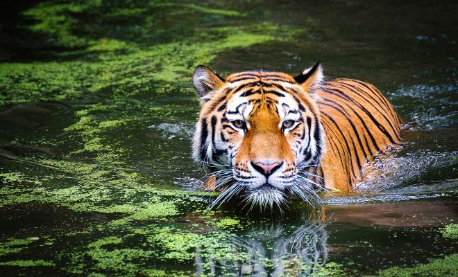 tiger in weed covered lake