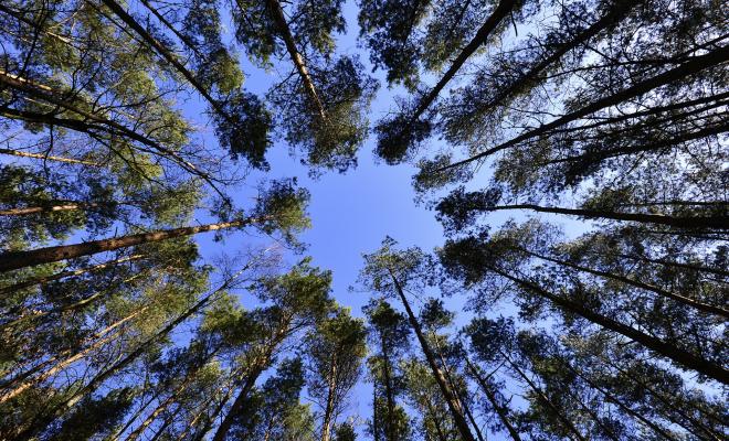 Forest and sky seen from below