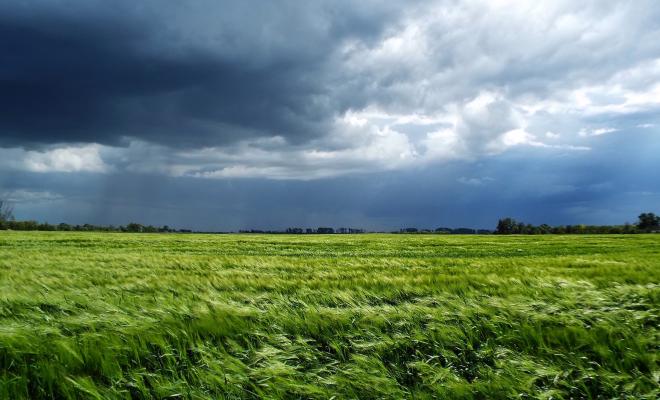 Storm clouds over wheat fields
