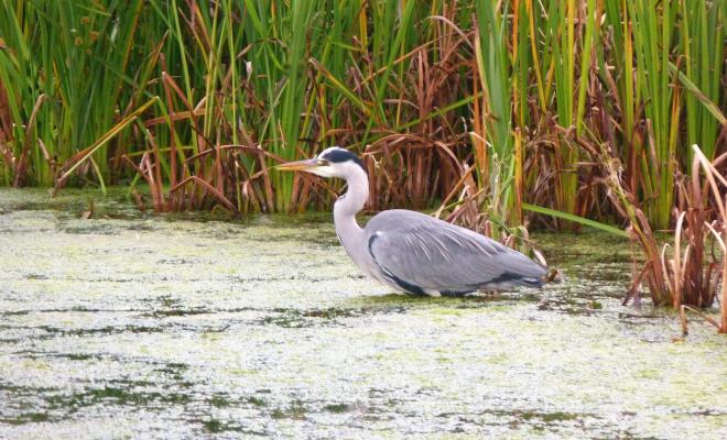 Heron in water rushes in background