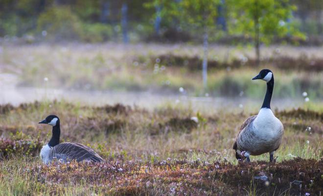 Canada geese in foreground on bog with misty background