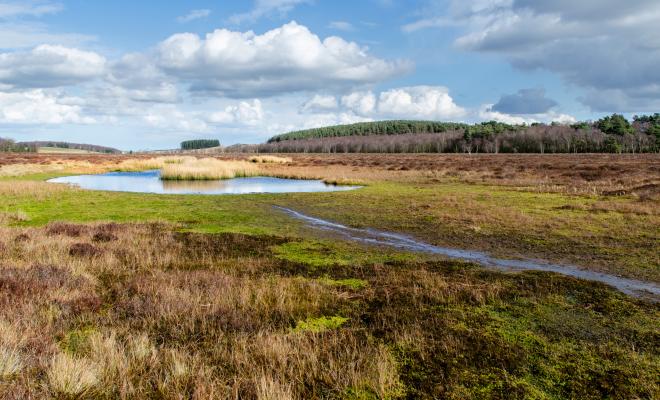 View of rare crescent pool on peat bog, Northumberland, stream in foreground