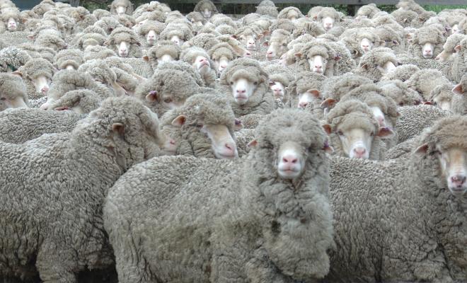 Closeup of flock of Australian sheep