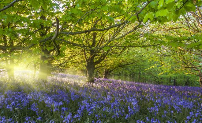 Sun shining through trees, a carpet of bluebells in foreground