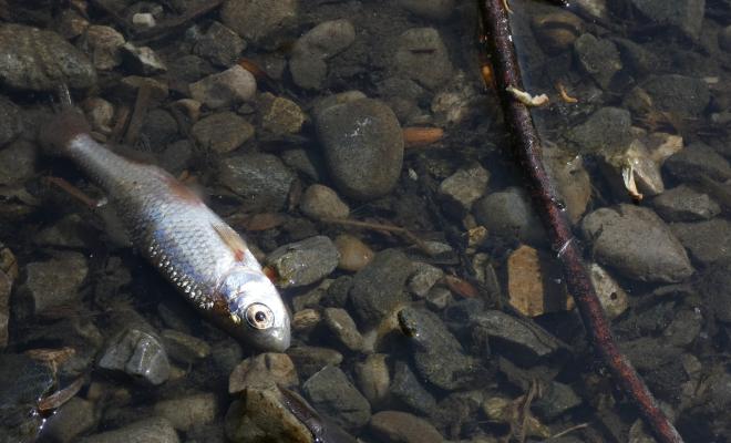 A dead fish floating in river water