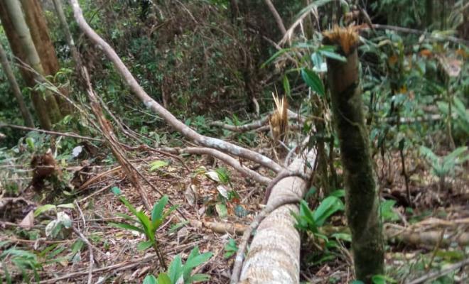 Undersized timber felled in Sarawak forest